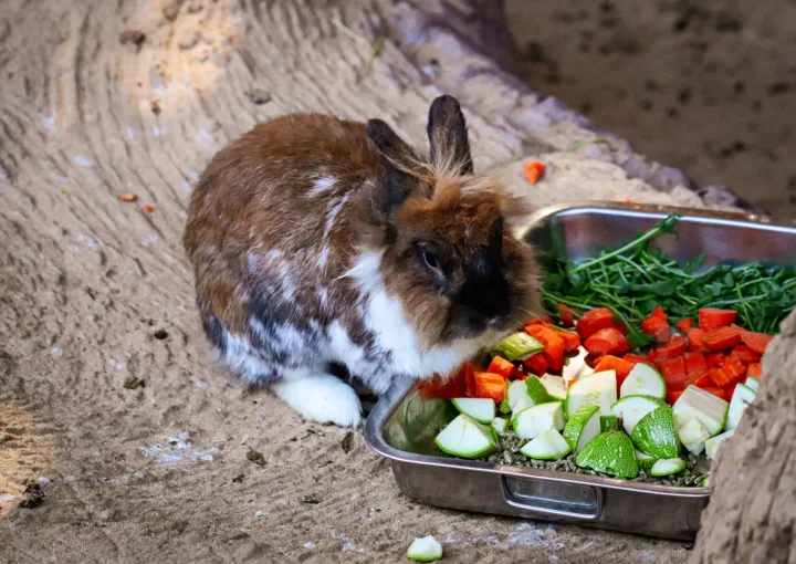 Cute brown and white rabbit nibbles on fresh veggies in an outdoor setting.