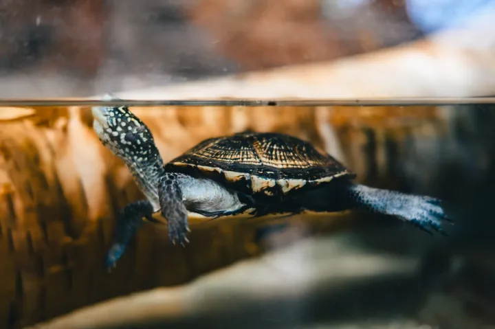 Close-up image of a turtle swimming in an aquarium showcasing detailed shell patterns.