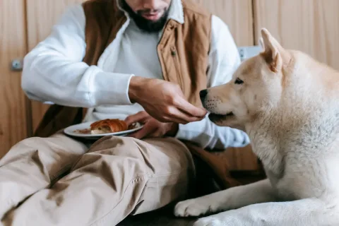 Hunde Snacks selber machen: Gesunde Leckerbissen für Ihren Vierbeiner