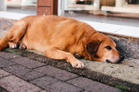 Hund Übergewicht bekämpfen: Tipps für gesunde Gewichtsreduktion