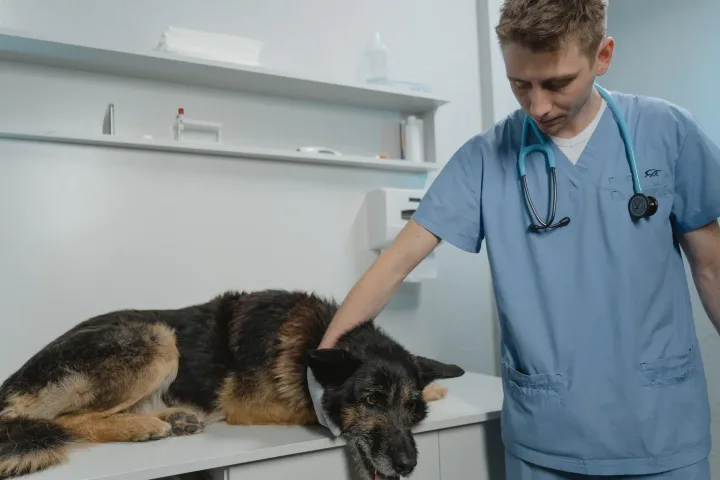 Veterinarian examining a German Shepherd dog on a clinic table, showcasing care and professionalism.