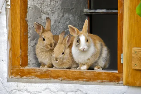 Kaninchenstall winterfest machen: So schützen Sie Ihre Tiere vor Kälte