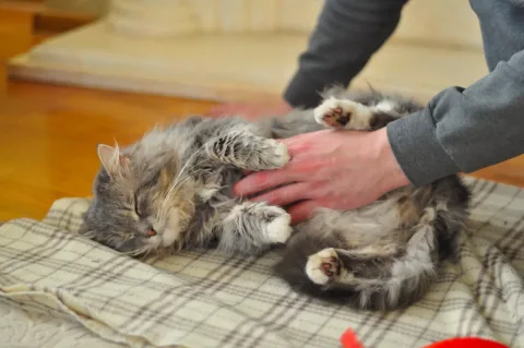 Katzen Herzstillstand Erste Hilfe: schnelles Handeln rettet Leben