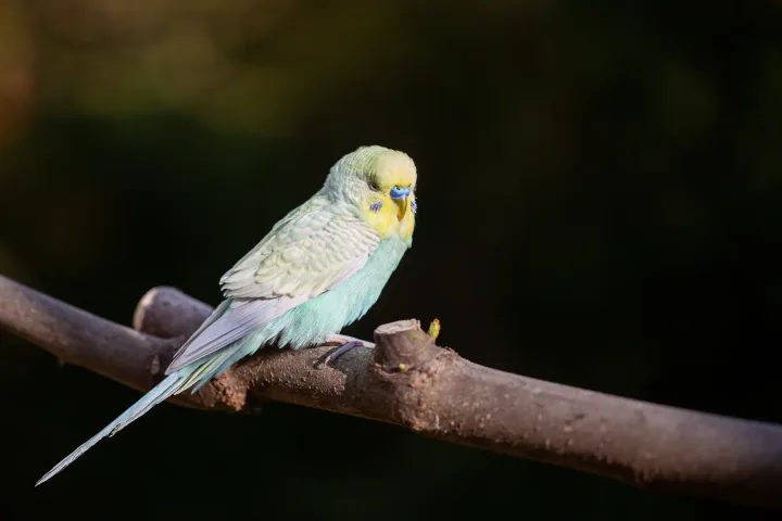 Vibrant parakeet resting on a branch in natural setting, showcasing wildlife beauty.