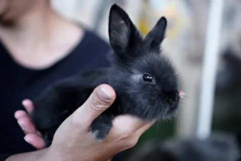 Kaninchen Adoption: Worauf man achten sollte