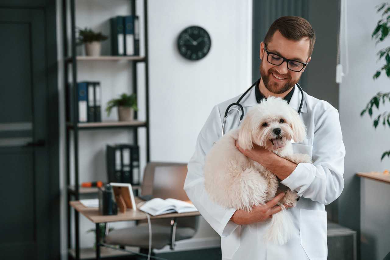 Weterynarz latem – jakie przypadłości zwierząt wymagają wtedy częstszej diagnostyki?