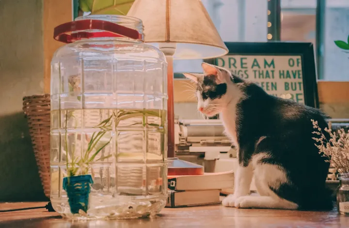 Black and white cat sitting by a lamp on a desk, creating a warm, cozy indoor scene.