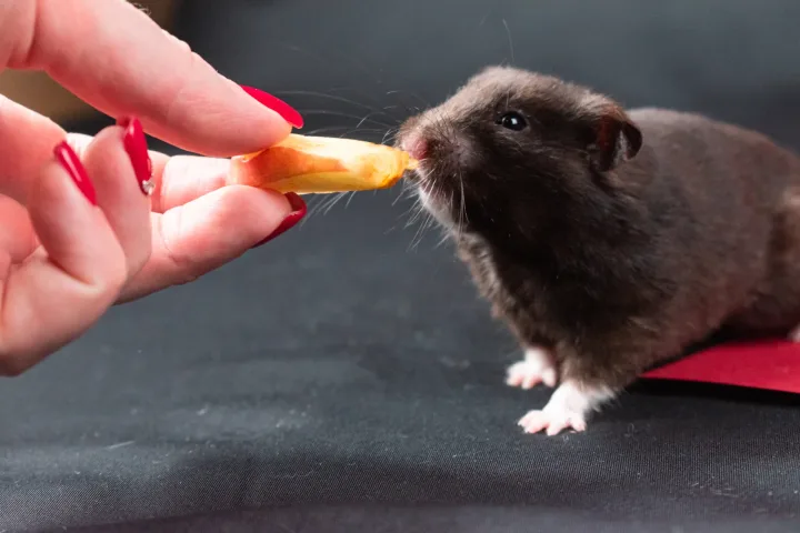 A black Syrian hamster enjoying a treat held by a hand with red nails, on a dark background.