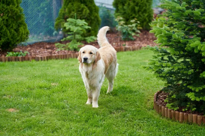 A charming golden retriever standing on a lush green lawn in a backyard.