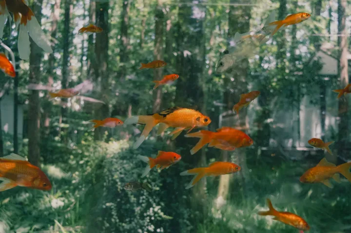 A group of vibrant goldfish swimming in a clear outdoor pond surrounded by lush forest scenery.