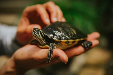 Schildkröte Adoption: Alles, was Sie wissen müssen