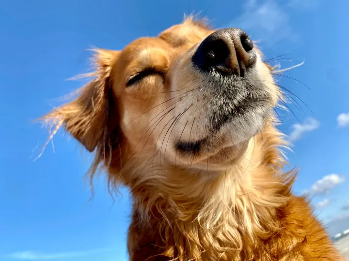 Close-up of a golden retriever enjoying a sunny day under a clear blue sky.