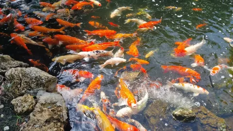 Koi Teich anlegen: Der ultimative Leitfaden für Ihren Garten