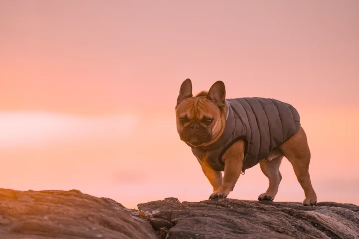 A French Bulldog in a jacket stands on rocky terrain at sunrise, Stamford, Connecticut