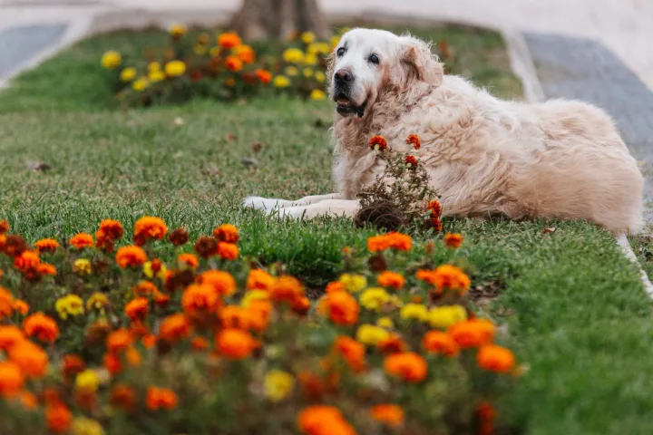 Golden Retriever relaxing in a lush garden surrounded by vibrant marigolds on a sunny day.