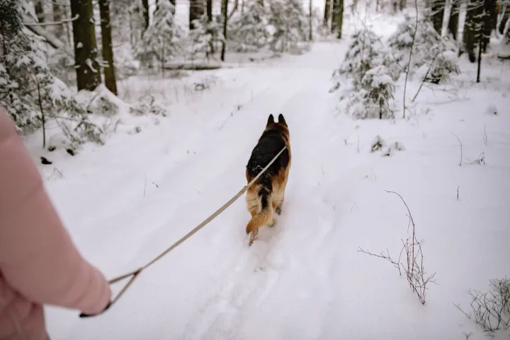 Person walking a German Shepherd on a snowy forest path during winter.