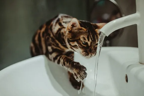 Hydration bei Haustieren sicherstellen: Tipps für gesunde Flüssigkeitszufuhr