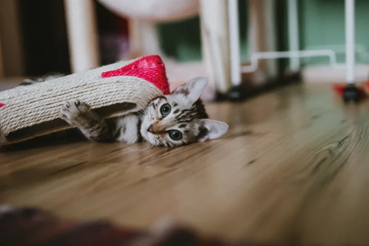 Adorable kitten playfully peeks from under a rope toy on the floor, showcasing its curiosity.