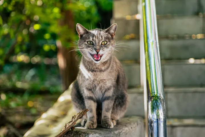 A gray cat sitting on steps outdoors in Sevastopol, showcasing its lively expression.