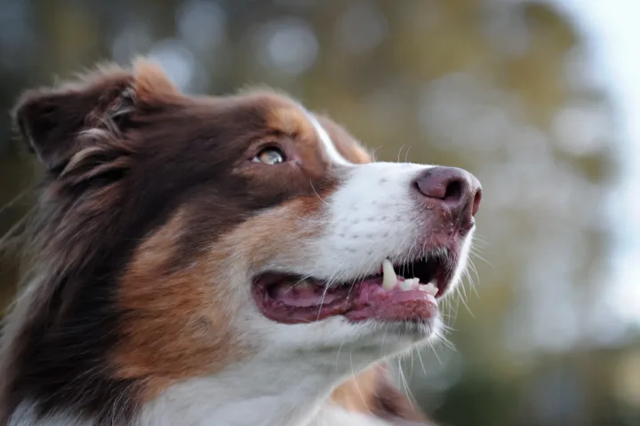 Close-up of an Australian Shepherd with a joyful expression, enjoying an outdoor setting.