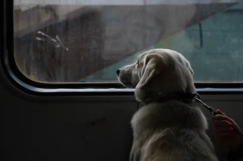 Bahnreise mit Hund: Tipps für eine sichere Zugfahrt