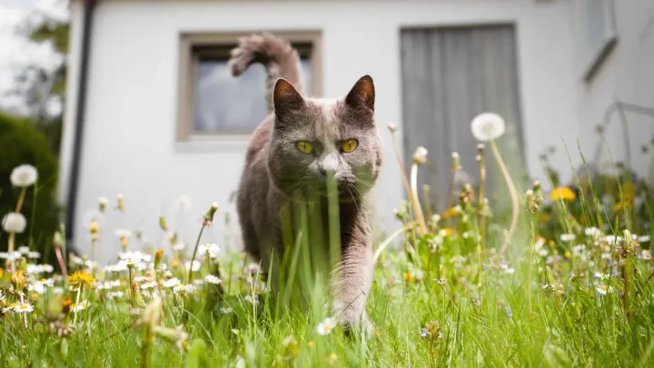 A curious gray cat explores a blooming garden on a sunny spring day.