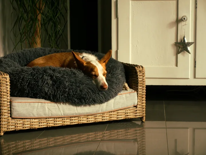 Peaceful scene of a dog sleeping on a cozy rattan sofa indoors, bathed in soft sunlight.