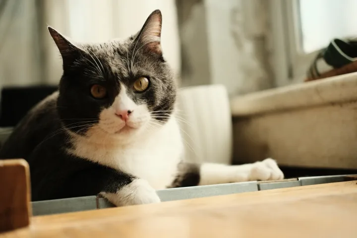 Cute domestic cat with striking eyes lounging in a cozy indoor environment.