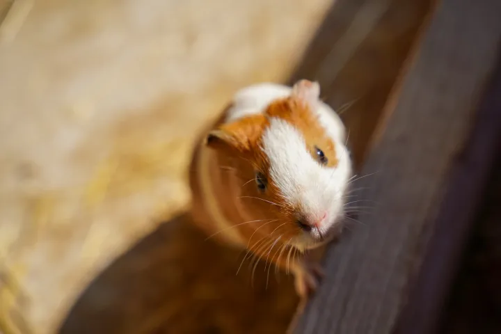 Adorable guinea pig looking up in a sunlit enclosure, showcasing its curious and playful nature.