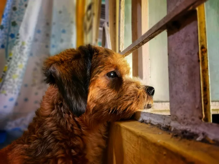 Adorable brown dog gazing outside through a window, capturing a moment of curiosity and reflection.