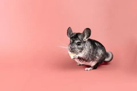 Ernährung von Chinchillas: Optimale Fütterung für ein langes Leben