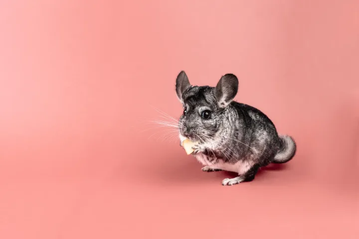 Cute chinchilla nibbling on food against a peach-colored studio backdrop.