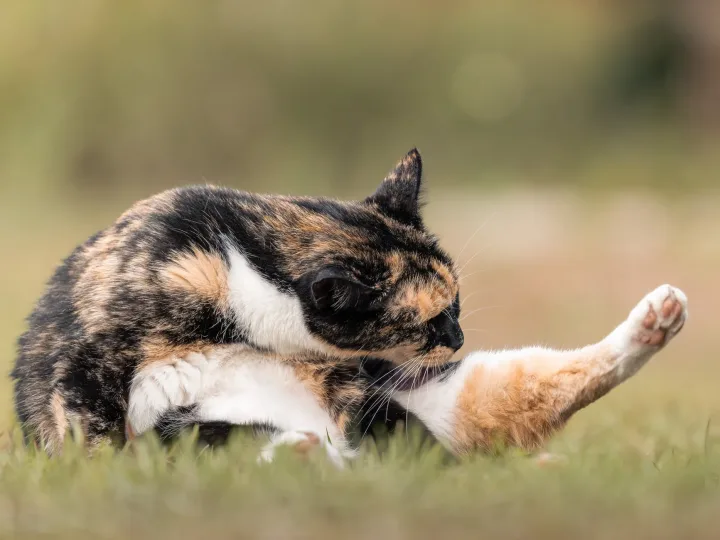 A calico cat cleaning itself outdoors on a grassy field during daylight, showcasing natural feline behavior.