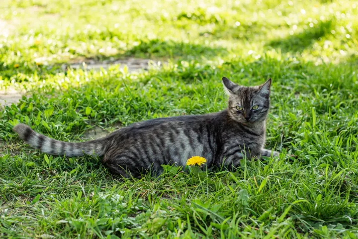 A tabby cat lies comfortably in a lush green meadow during spring, with a single yellow flower nearby.