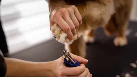 Den idealen Hund Nagelknipser auswählen für sichere Pflege
