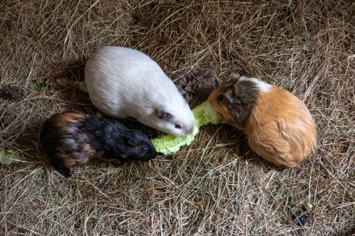 Three guinea pigs eat lettuce on straw bedding, showcasing their natural behavior.