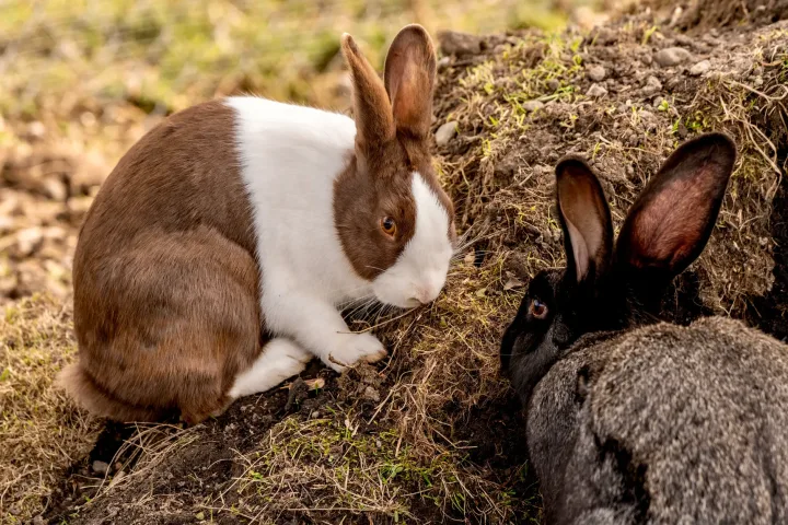 Two adorable rabbits, one brown and white and the other dark grey, engaged on earthy ground outdoors.
