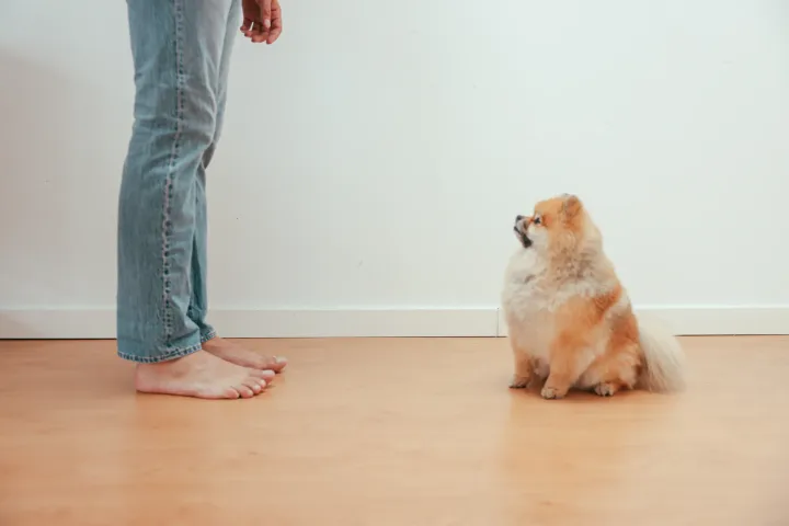 Cute Pomeranian dog sitting on wooden floor looking up at a barefoot man in jeans indoors.