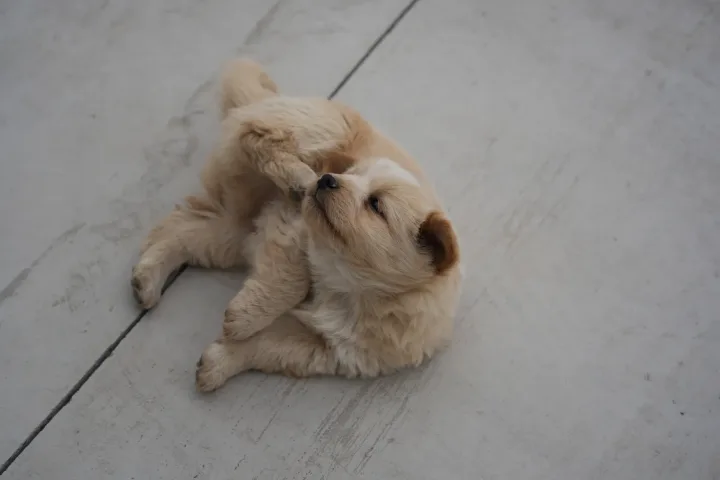 A cute fluffy puppy lying on concrete, playfully biting its paw outdoors.