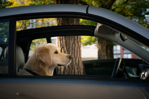 Autofahrt mit Hund im Sommer: Tipps für eine sichere Reise