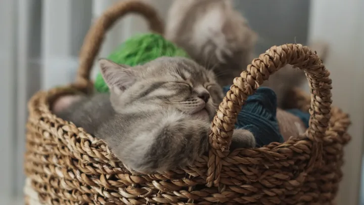 Adorable kitten sleeping in a cozy basket surrounded by colorful yarn balls.