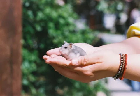 Urlaub mit Hamster: Stressfreie Reiseplanung für Ihren Kleinen