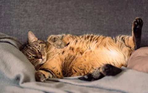 Wie man die Ernährung von übergewichtigen Katzen anpasst