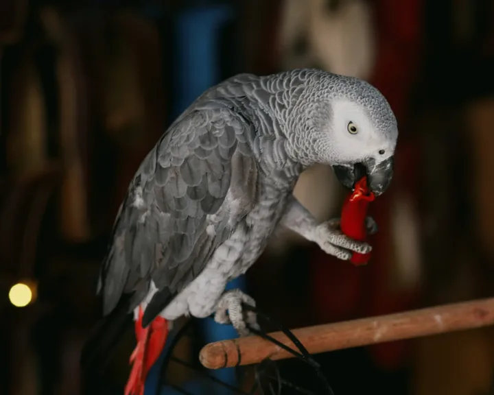 Close-up of an African Grey Parrot enjoying a red chili pepper on a wooden perch.