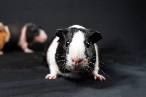 Aggressives Meerschweinchen: Verhalten verstehen und vermeiden