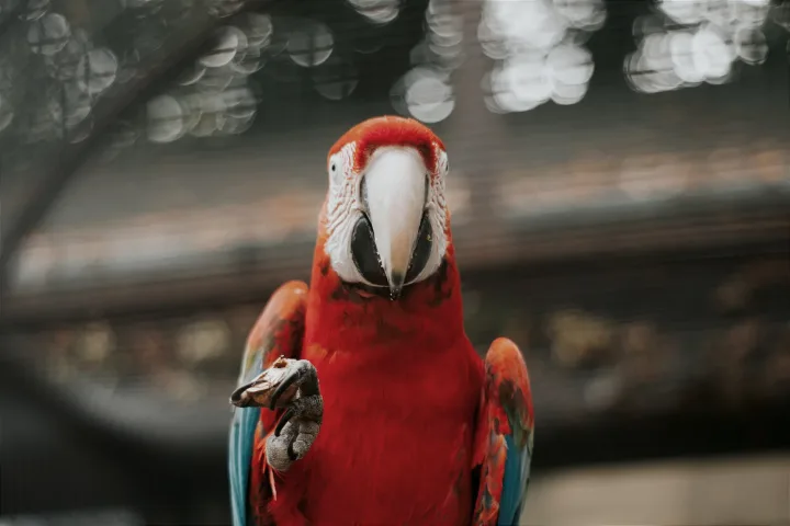 Close-up of a Scarlet Macaw in Hungary displaying vivid plumage and natural beauty.