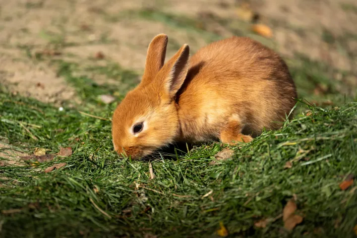 A cute young rabbit nibbling grass outdoors on a sunny day.