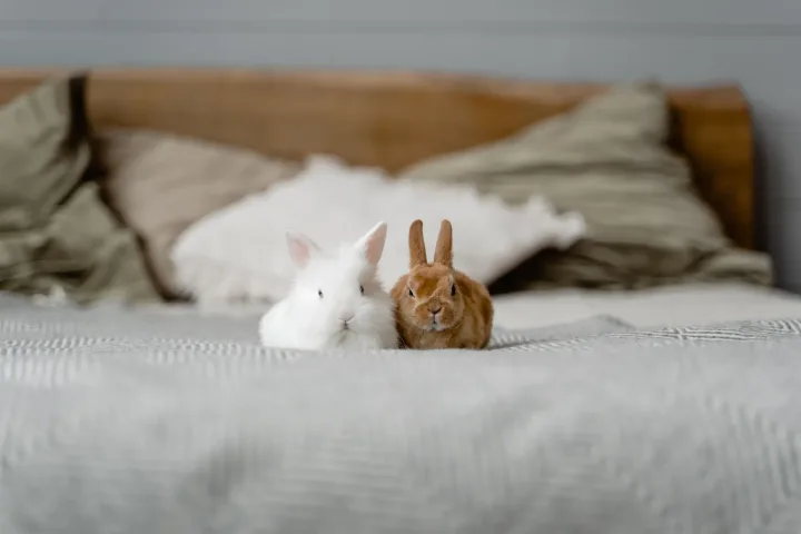 Adorable white and brown bunnies sitting on a comfy bed, perfect for animal lovers and pet-friendly images.