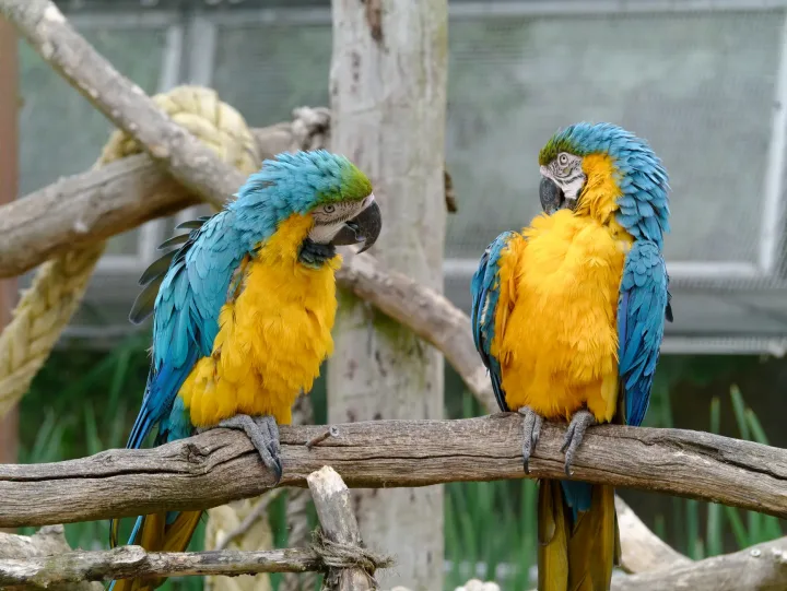 Two colorful macaws perched on a branch, showcasing vibrant feathers and natural beauty.