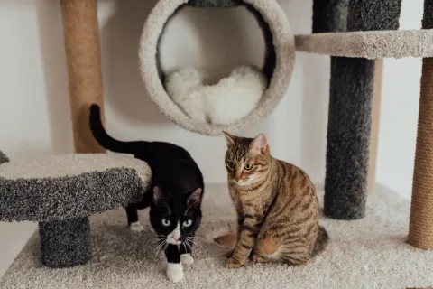 Kratzbaum Seniorenkatze: der ideale Begleiter für ältere Katzen